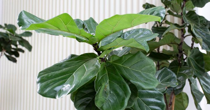 5 Ficus Cantik Untuk Pelengkap Dekorasi Dalam Ruangan