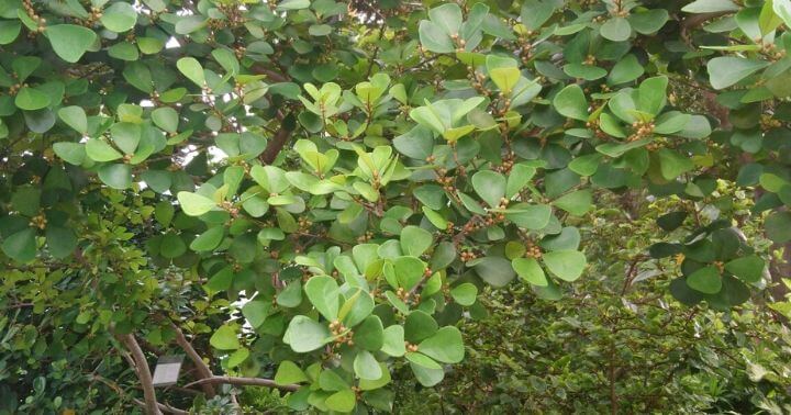 Karakteristik, Habitat, dan Manfaat Beringin Kupu-Kupu (Ficus triangularis)