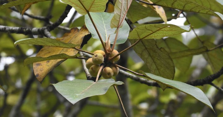 Karakteristik, Habitat, dan Manfaat Hamerang Putih (Ficus padana)