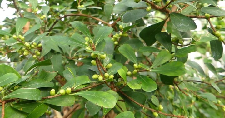 Karakteristik, Habitat, dan Manfaat Small-leaved Fig (Ficus lingua)