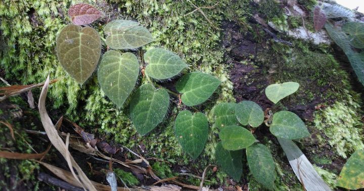 Karakteristik, Habitat, dan Manfaat Shaggy Leaf Fig (Ficus villosa)