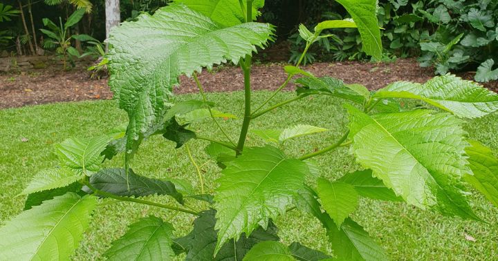 Karakteristik, Habitat, dan Manfaat Leses (Ficus albipila)